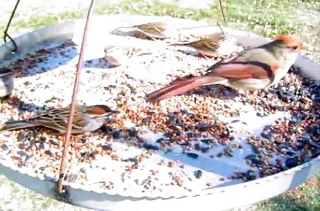 Cardinals & Sparrows, Feeding, Fighting, Red Birds in Action