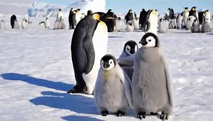 Emperor Penguins