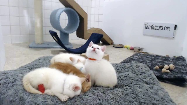 Sesame Street Kittens - Tiny Purrs