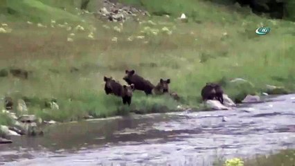Domuz sürüsü kameraya yakalandı
