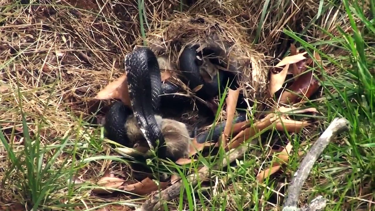 Snake VS Rabbit : impressive Fight to save baby bunnies