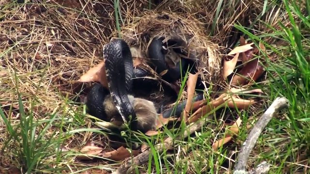 Snake VS Rabbit : impressive Fight to save baby bunnies