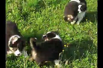 Portée Spencie x Green Day 7 semaines
