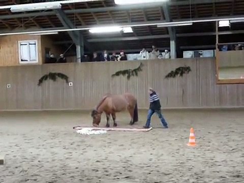 Clickertraining mit Hylling 66