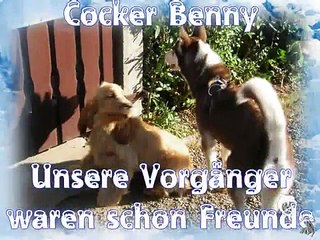 Wie verträglich sind Huskys