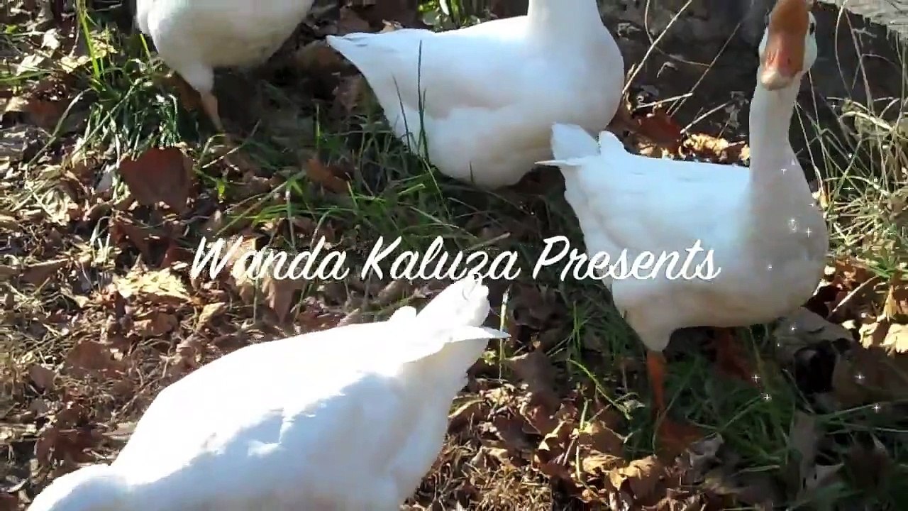 Sounds of White Geese Honking