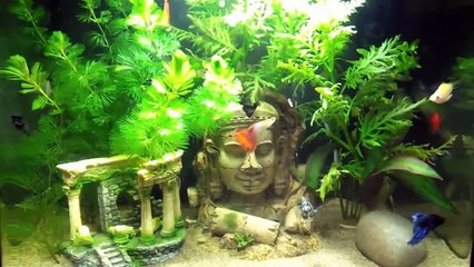 Fishbox 40 48L Stocked