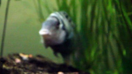 American Cichlid Species - Convict Cichlid  "Amatitlania nigrofasciata"