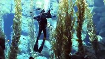 Scuba Diving California Science Center Exposition Park Ecosystems