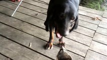 Un raton laveur et un chien s'eclatent ensemble !