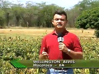 Cultivo do Feijão Guandu