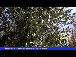 Xylella, il Consiglio di Stato blocca il piano