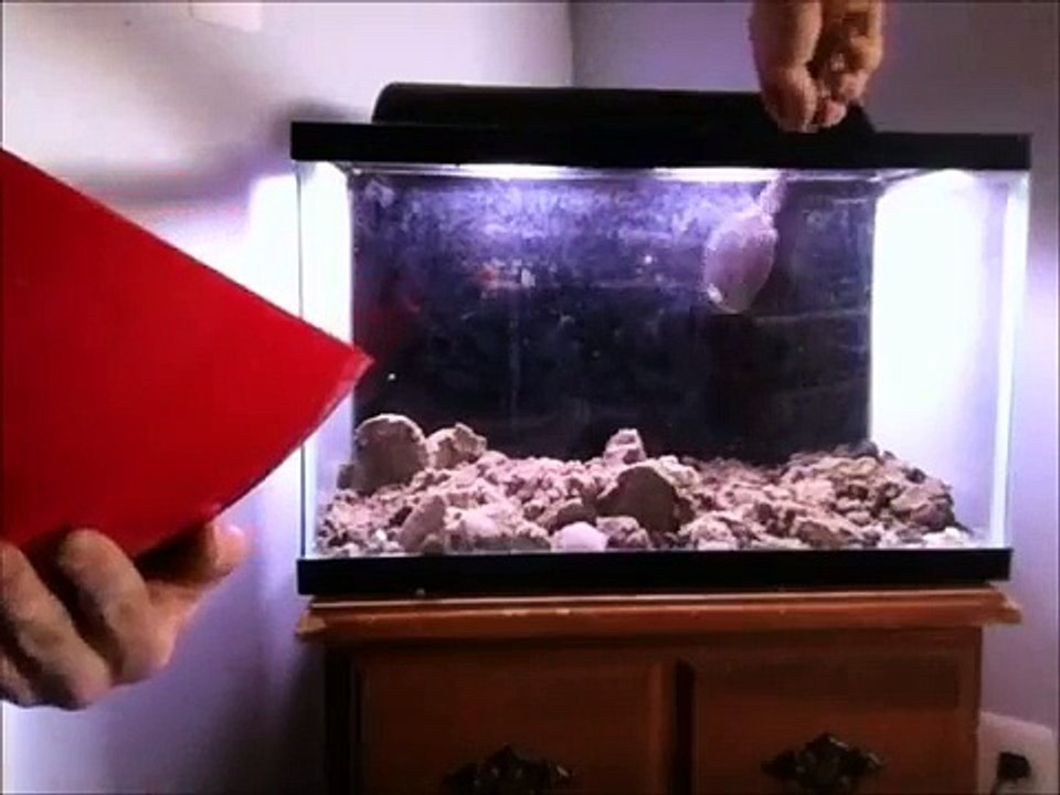 10 Gallon River Tank Set Up