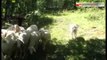 TG 03.06.15 Parco Alta Murgia: cane pastore abruzzese contro i lupi delle Murge