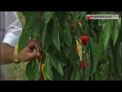 TG 26.05.15 Ciliegie devastate dalla grandine, Coldiretti fa la conta dei danni