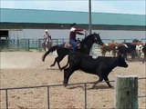 Black Quarter Horse Stallion