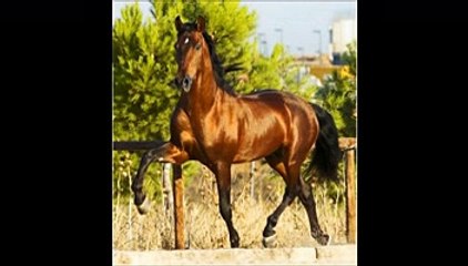 Andalusian Horses Breed!