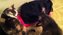 Female cat fights back against her aggressive brother