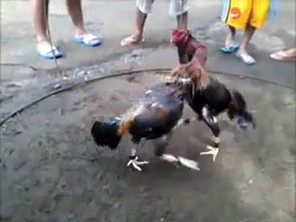 asil cockfighting pauwak sa iloilo (spar)