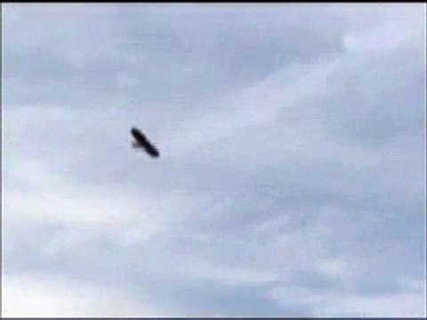 Oiseau rc / Rc Glider (bird)