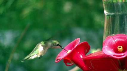 Hummingbirds in Hawthorne, Florida