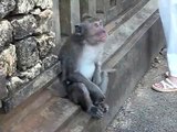Monkeys at Ulu Watu temple, Bali, Indonesia
