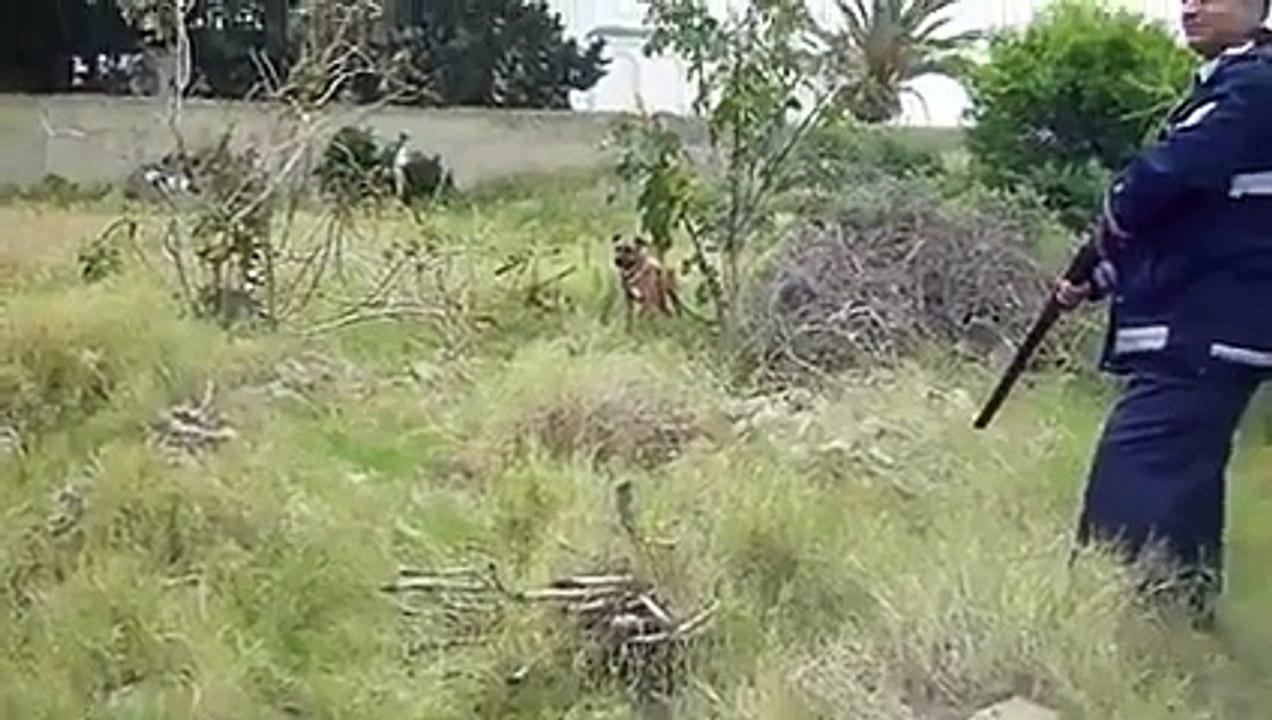 قتل كلب بمنتهى الوحشية من طرف أعوان الشرطة البلدية