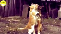 Videos Graciosos De Gatos: Funny Videos 2014   Funny Cats Compilation   Funny Animals,Risas