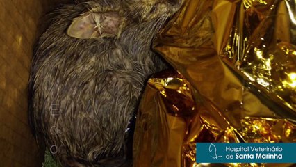 A história de uma gatinha guerreira