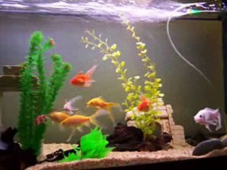 gold fish