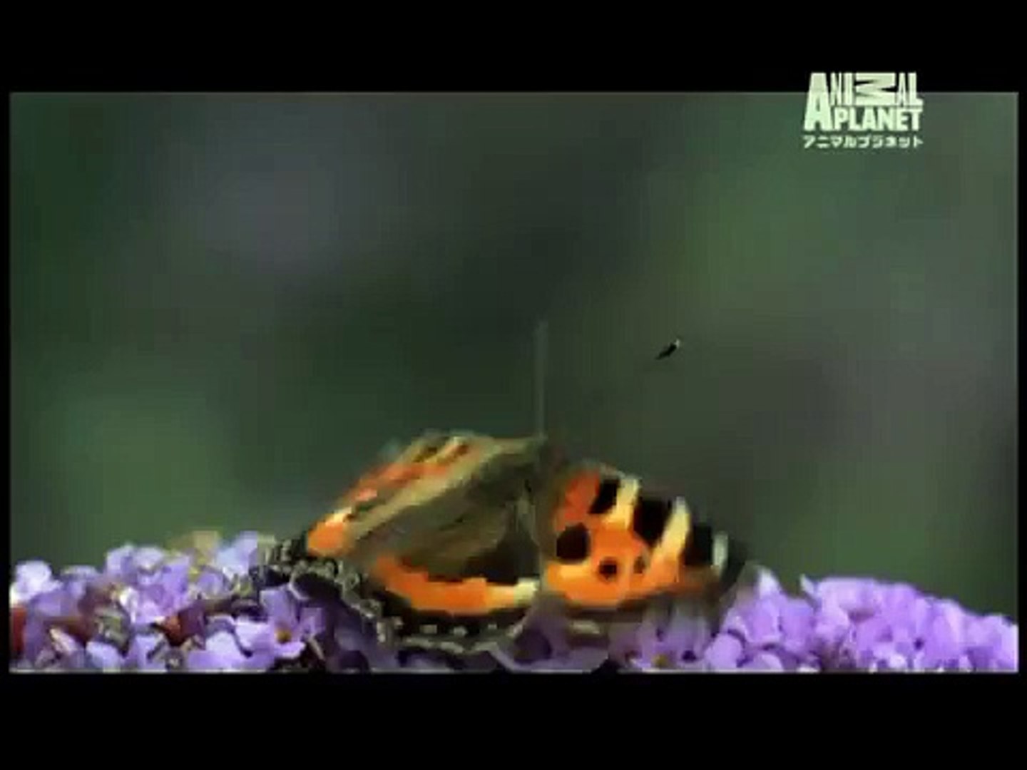 ⁣Discovery Channel ANIMAL PLANET SPOT