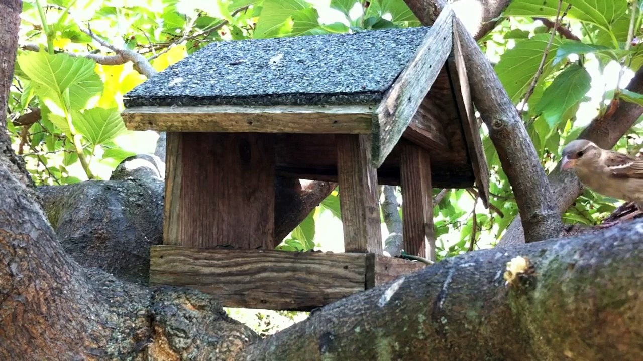 Mésanges Chardonnerets