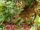 Family Adopts Orphaned Baby Deer