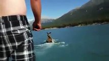 Drunk Idiot Rides a Moose
