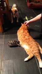 Tortue en mode Thug qui attaque un chat
