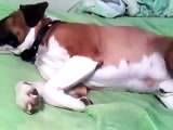 Dog having wet dream