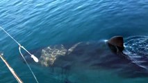 Great White Shark nearly attacks boat in HD video near beach ホオジロザメ