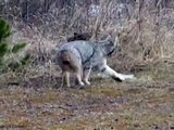 Two Mile (Hazelton) Lynx