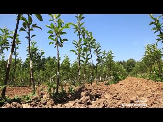 Institut za voćarstvo Čačak nove sorte višnje i breskve_402_30.05.2015.