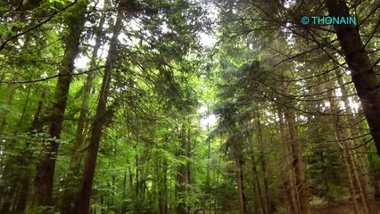 CHANTS D'OISEAUX EN FORET - relaxation pause détente repos zen ambiance animaux nature