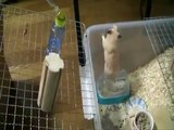 不器用な飼い主のせいで滑落するハムスター　-Hamster & Slipping-