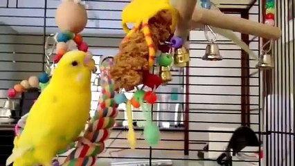 Budgies Take Turns Eating Millet