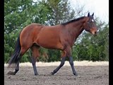 Whatamos AQHA Bay Stallion