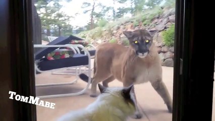 House cat doesn't give a crap about Mountain Lion