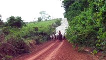 Boiada na estrada Mato Grosso