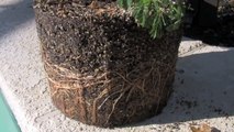How to Bonsai soil - why use bonsai soil