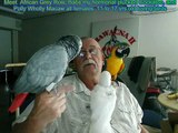 RodsFlock    - interacting with his 3 parrots