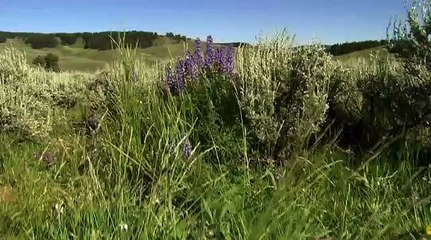 Osos Contra Lobos (Nat.Geo)