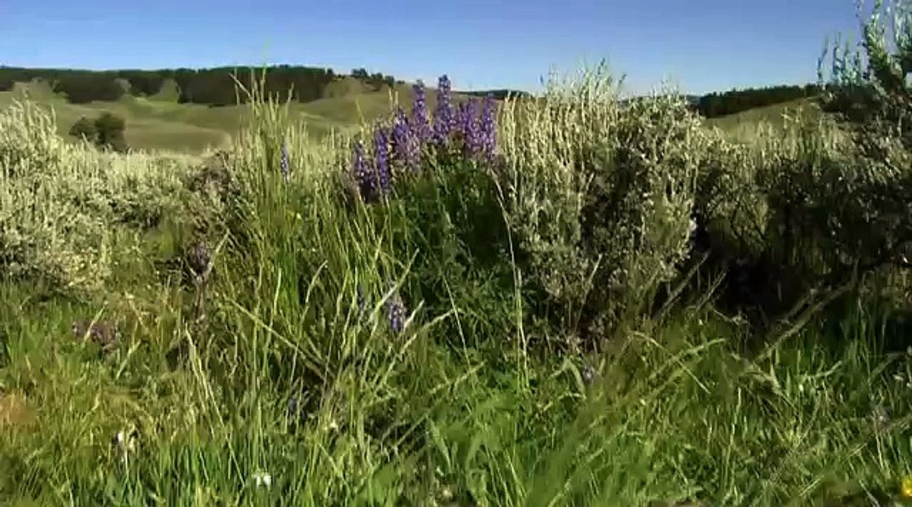 Osos Contra Lobos (Nat.Geo)