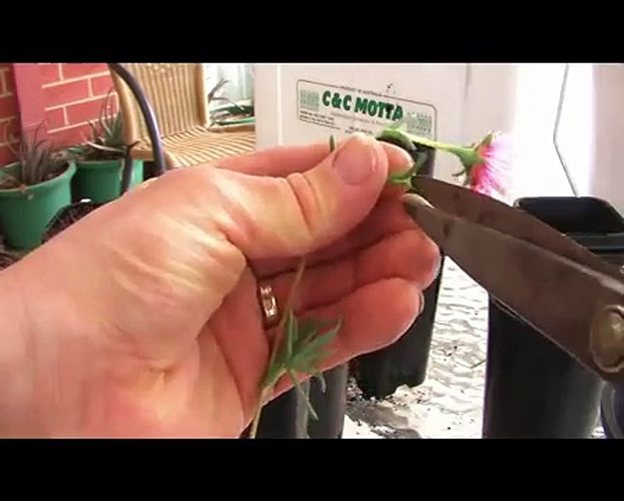 How to propagate pig's face (succulent)